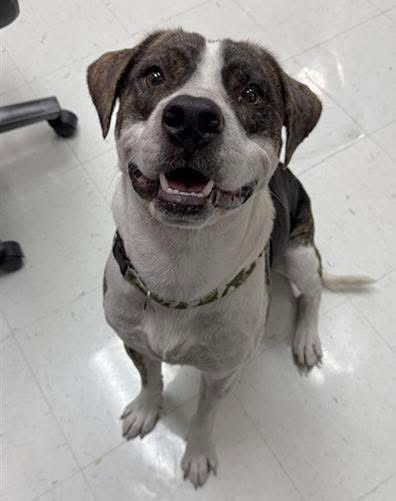TITAN #A38246,2yo,52lbs 
Isn't he GORGEOUS!
Such a darling boy,so young &amp; full of life!
WE have got to save this ADORABLE boy!
Smart,easy going,gets along with other dogs, great personality extremely loving!
PLZ #ADOPT #FOSTER OR #PLEDGE FOR RESCUE⛑️ #CORPUSCHRISTI #TX PLZ HURRY!