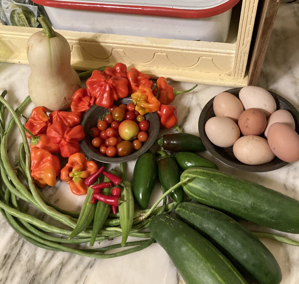 Look at all the vegetables and eggs we picked today!