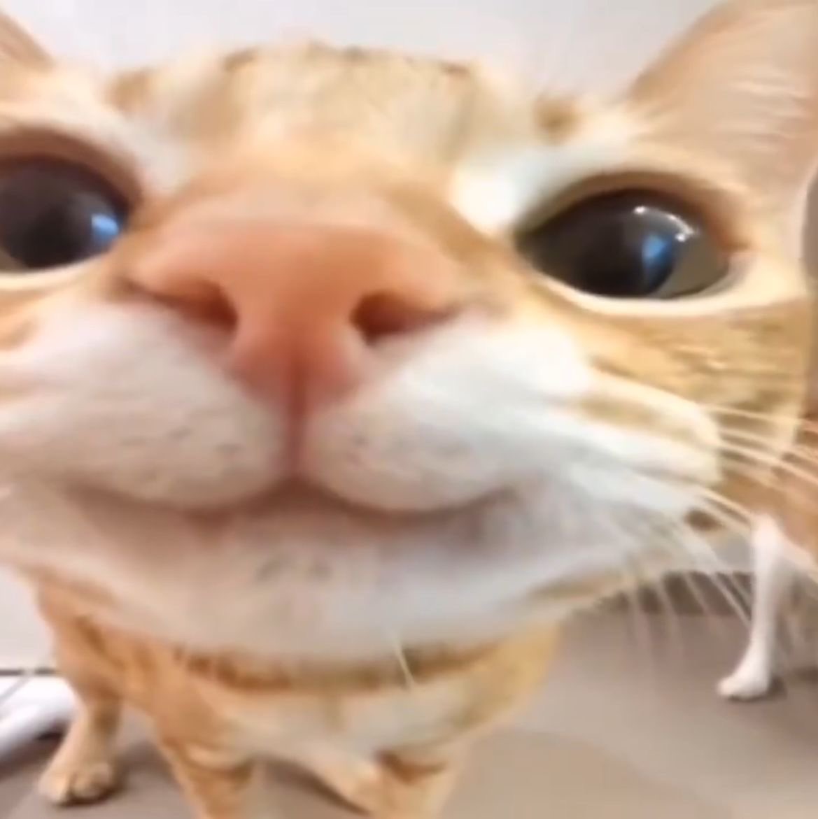 ⁎ ݁ black┈ 𝐁𝐀͢𝐓͢. ཐི݁ᛪ༙ཋྀ tweet media