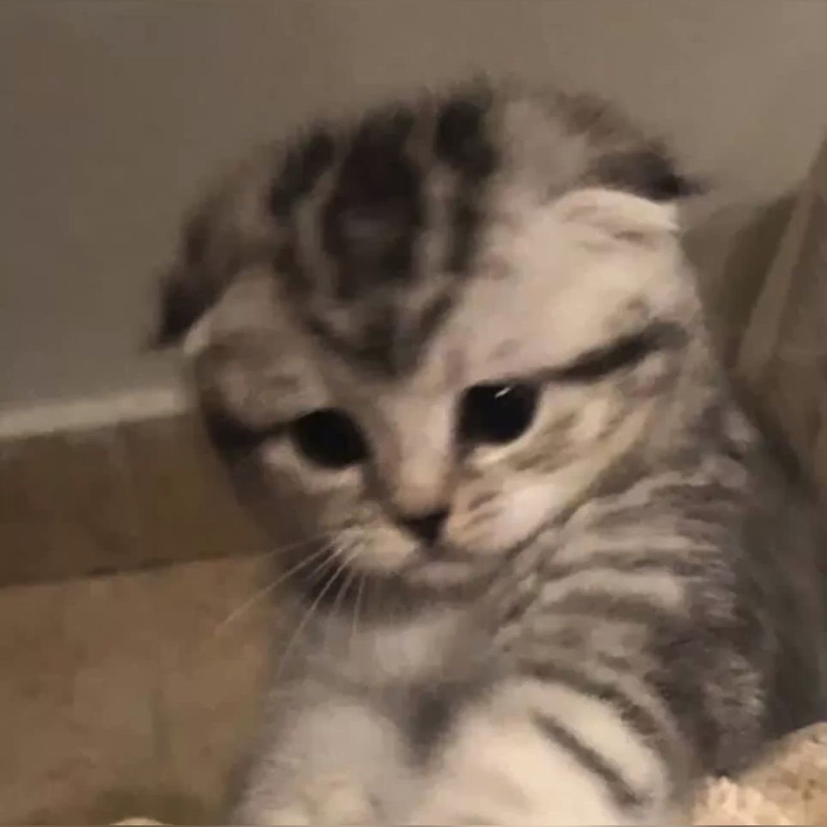 ม๋าเก่า มีสิดไมคับ
อาจจะยังน้า