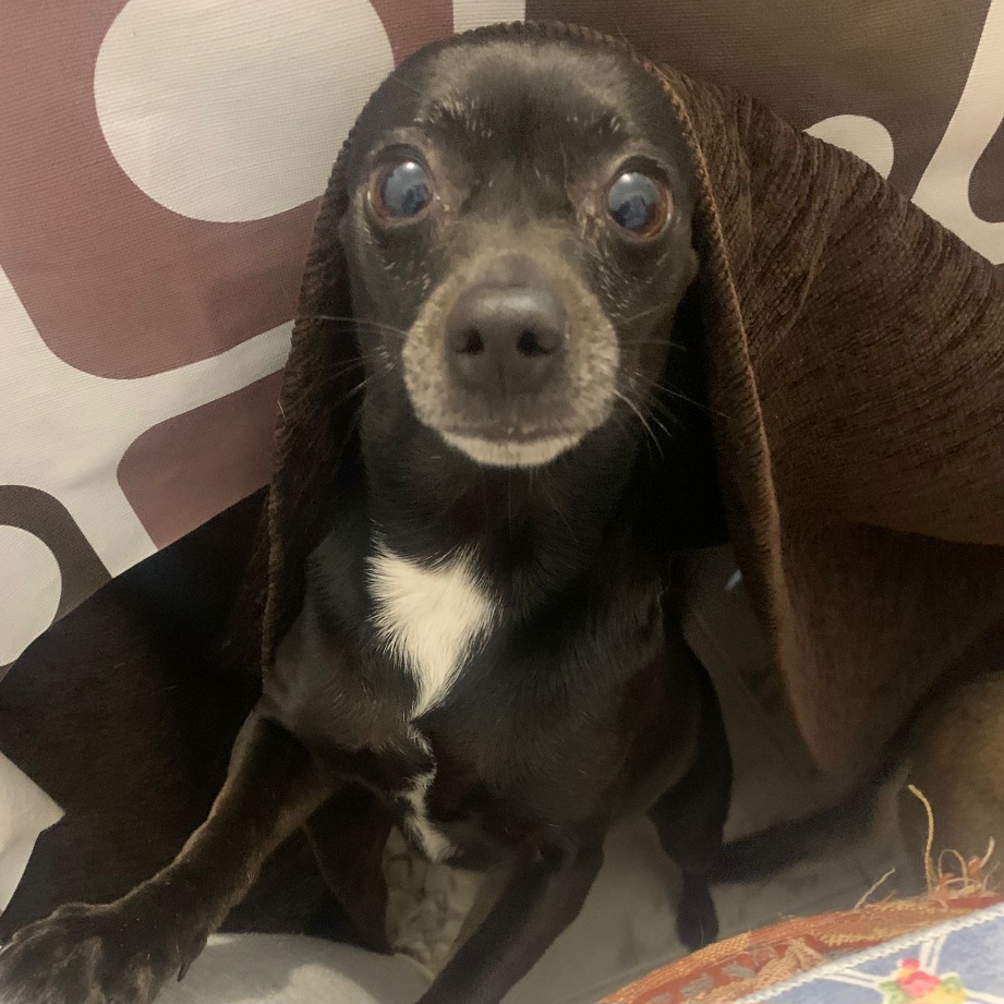 #MADRID  
La dueña de INDIA se ha quedado embarazada y ella y su hermanita XAXA sobran 
Minipeludita de 6 kilos y 6 años 
NECESITA #adopcion
Sociable con niños🐶🐱
Se entrega chipada,vacunada,desparasitada y CON compromiso de castracion 
CONTACTO 📩facenuevavida@gmail.com
#adopta