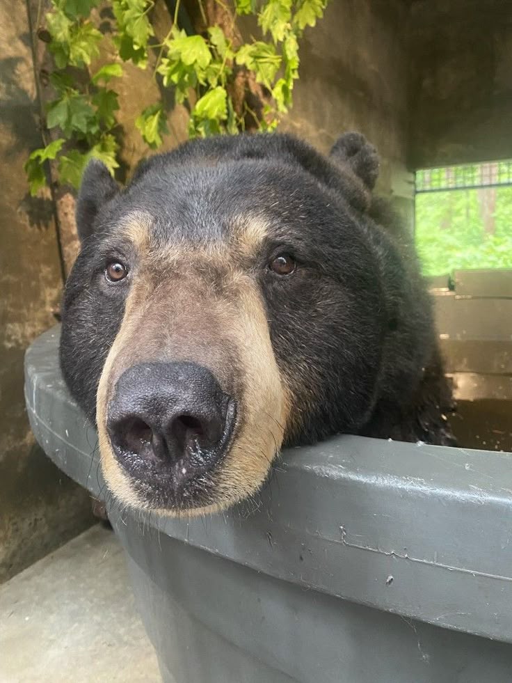 TodoDiaUrsos's tweet image. 