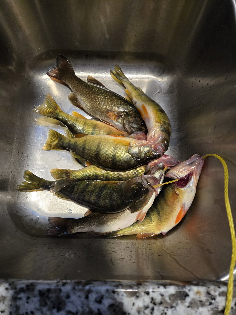 XWarrior61's tweet photo. Not a bad day once I gave up on salmon. Open water was getting overcrowded after 9, so I switched to trolling the shallows and started getting perch and smallmouths pretty consistently. Put 8 fish on the stringer, easily x4 released by 1pm. https://t.co/CeERksAVeE
