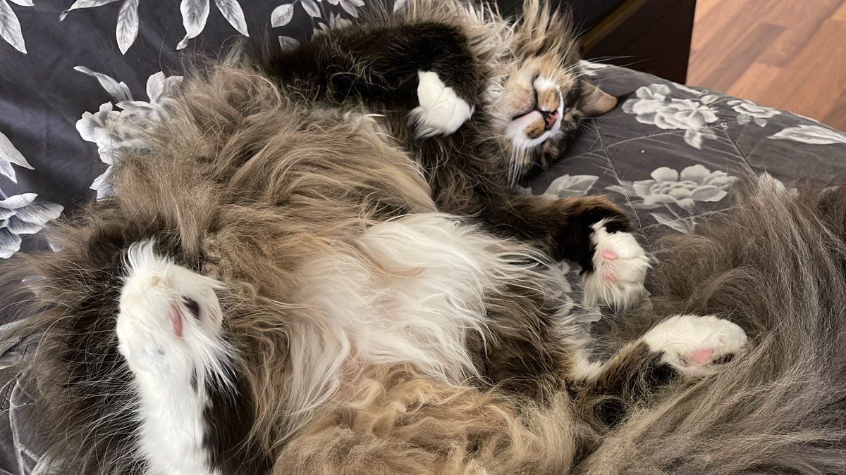 he’s basically my child i love him so much