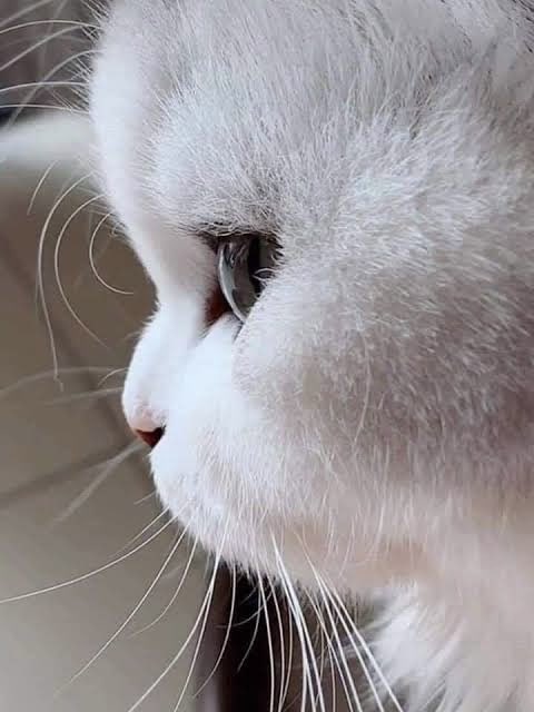 naka97101's tweet photo. animal                                              real life https://t.co/U2stA49YKC