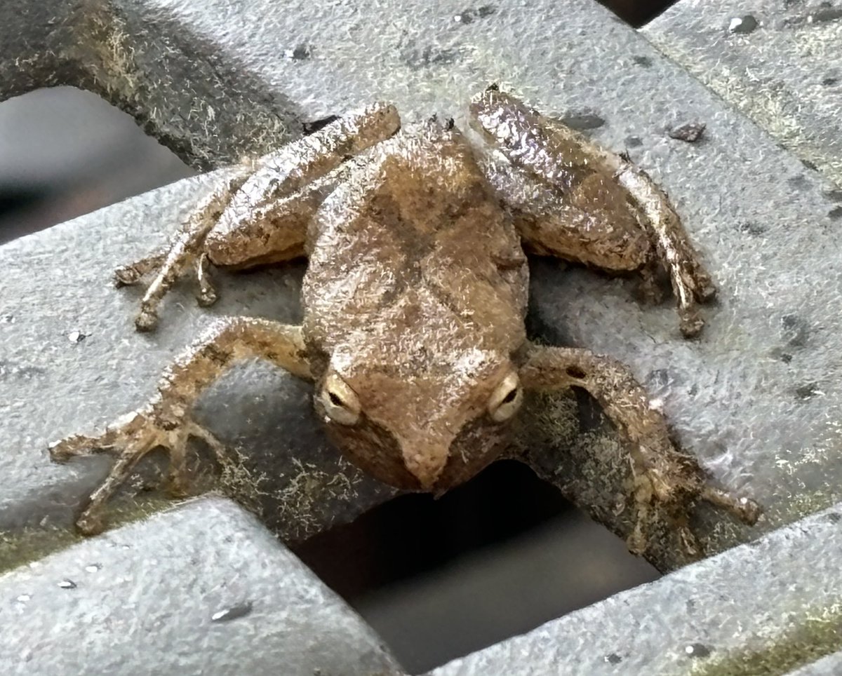 Kristi K. Higgins 🦋 (@khiggins_pi) on Twitter photo Meet my latest poser. It was teeny tiny. 🐸 #frog #amphibian #chesterfield #virginia <a href="/VisitVirginia/">visitvirginia</a> Meet my latest poser. It was teeny tiny. 🐸 #frog #amphibian #chesterfield #virginia <a href="/VisitVirginia/">visitvirginia</a>