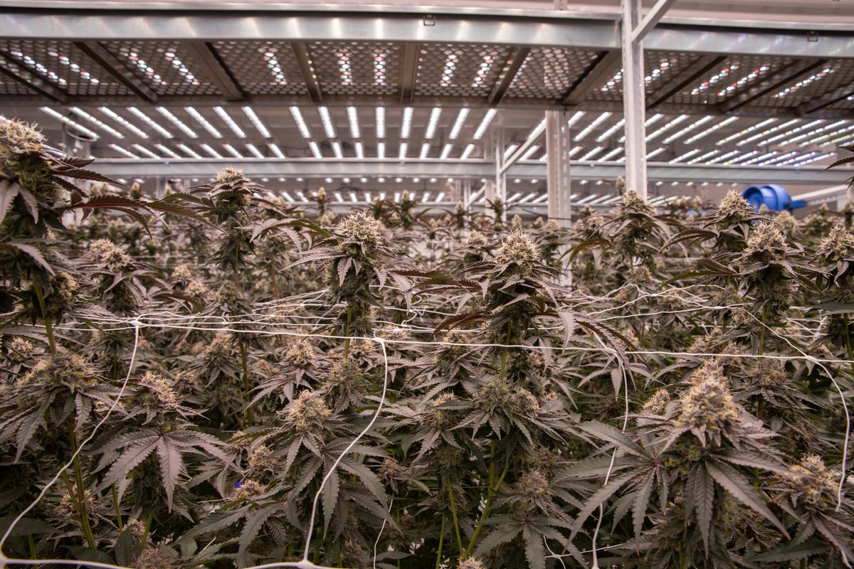 Cookies Harrison NJ tweet media