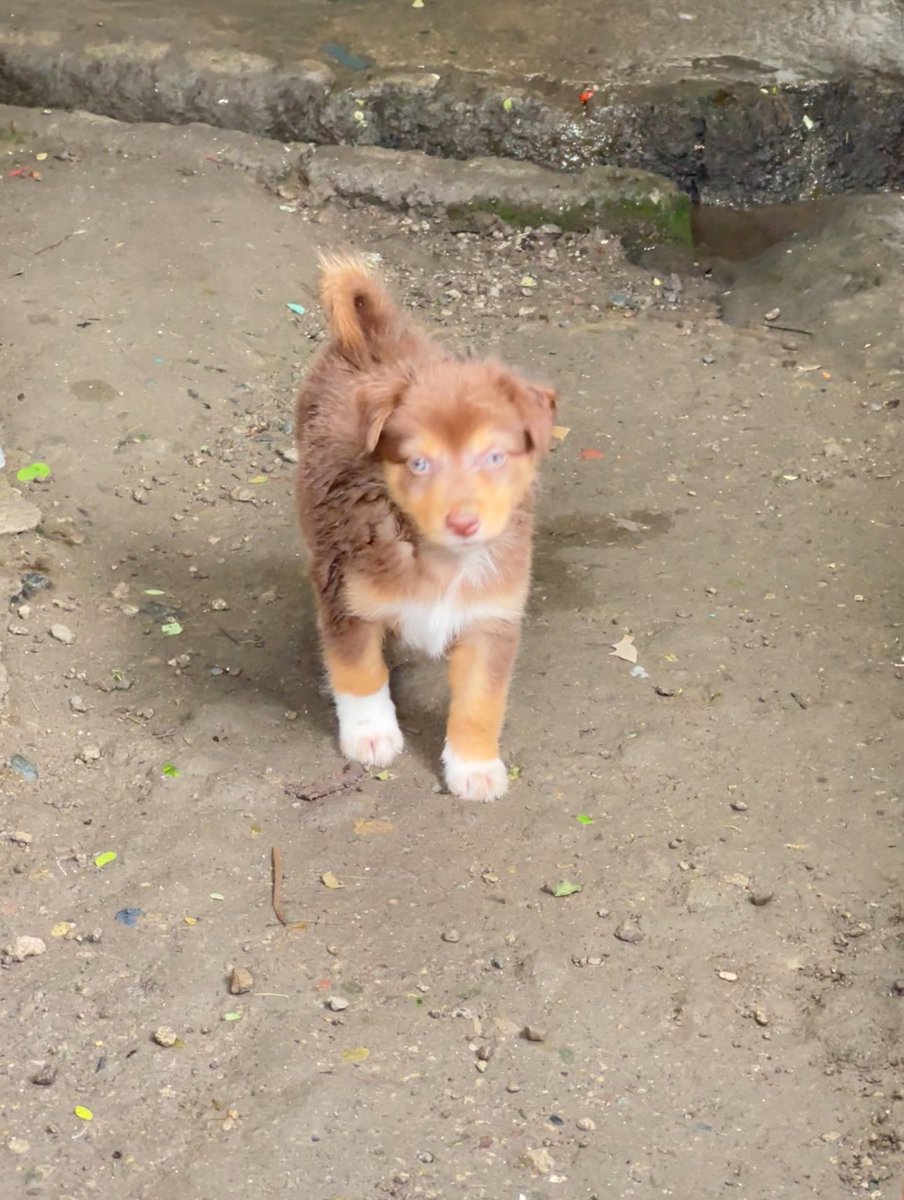misis_verne's tweet photo. Yaw ko ng aso sa loob ng bahay but this cute pup na mukhang Husky (high maintenance kaya di ako makapag-alaga talaga ng pangarap kong breed) ay sobrang irresistible.  Hahahahahah.  Sobrang kulit mo pero lab ka namin.  😆 https://t.co/x7obnZkhxN