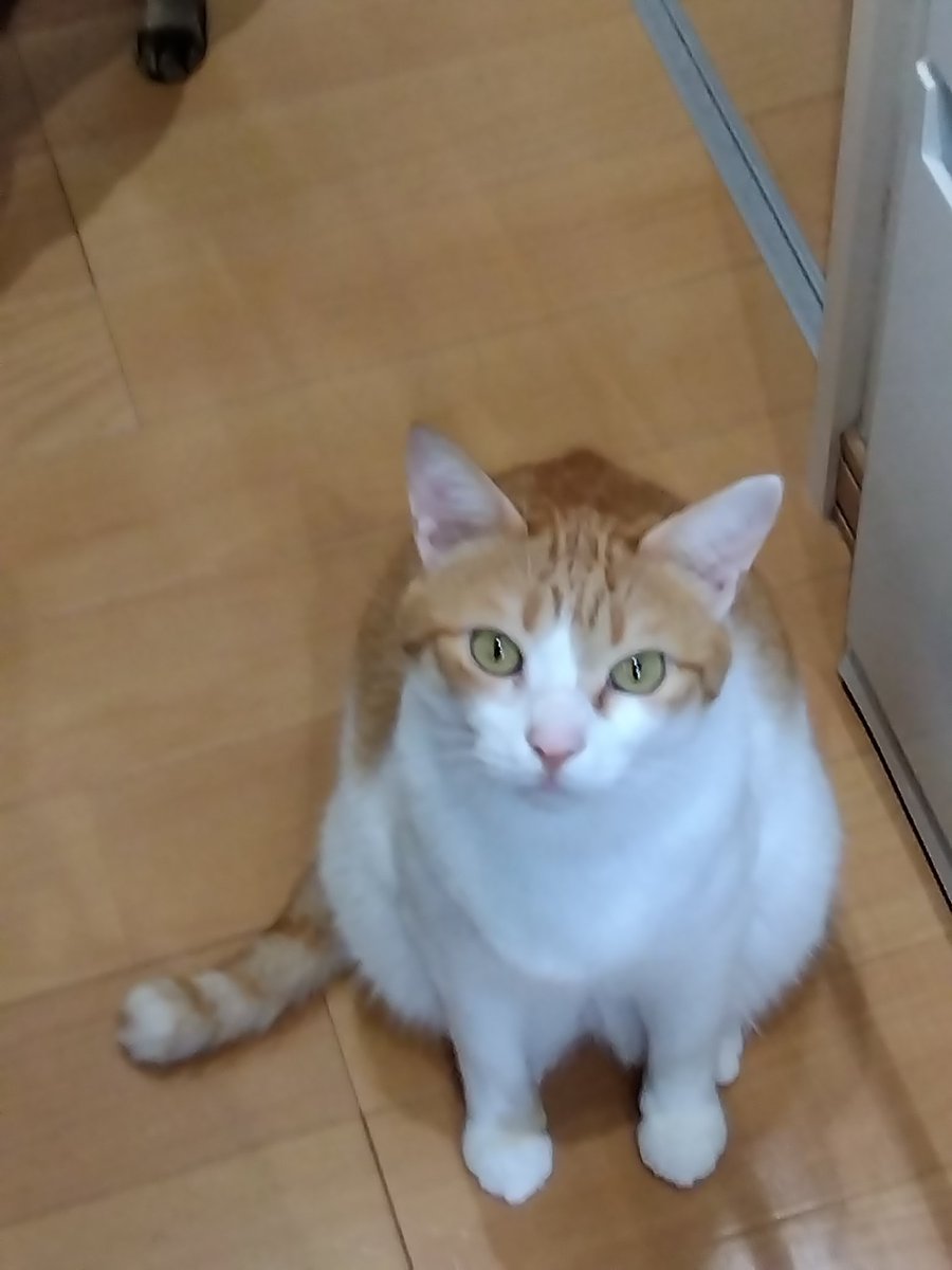 お盆
ご先祖様が来てるかな❓️
視えるかな❓️

#猫好きさんと繋がりたい #白茶猫男子部 #キジトラ猫女子部