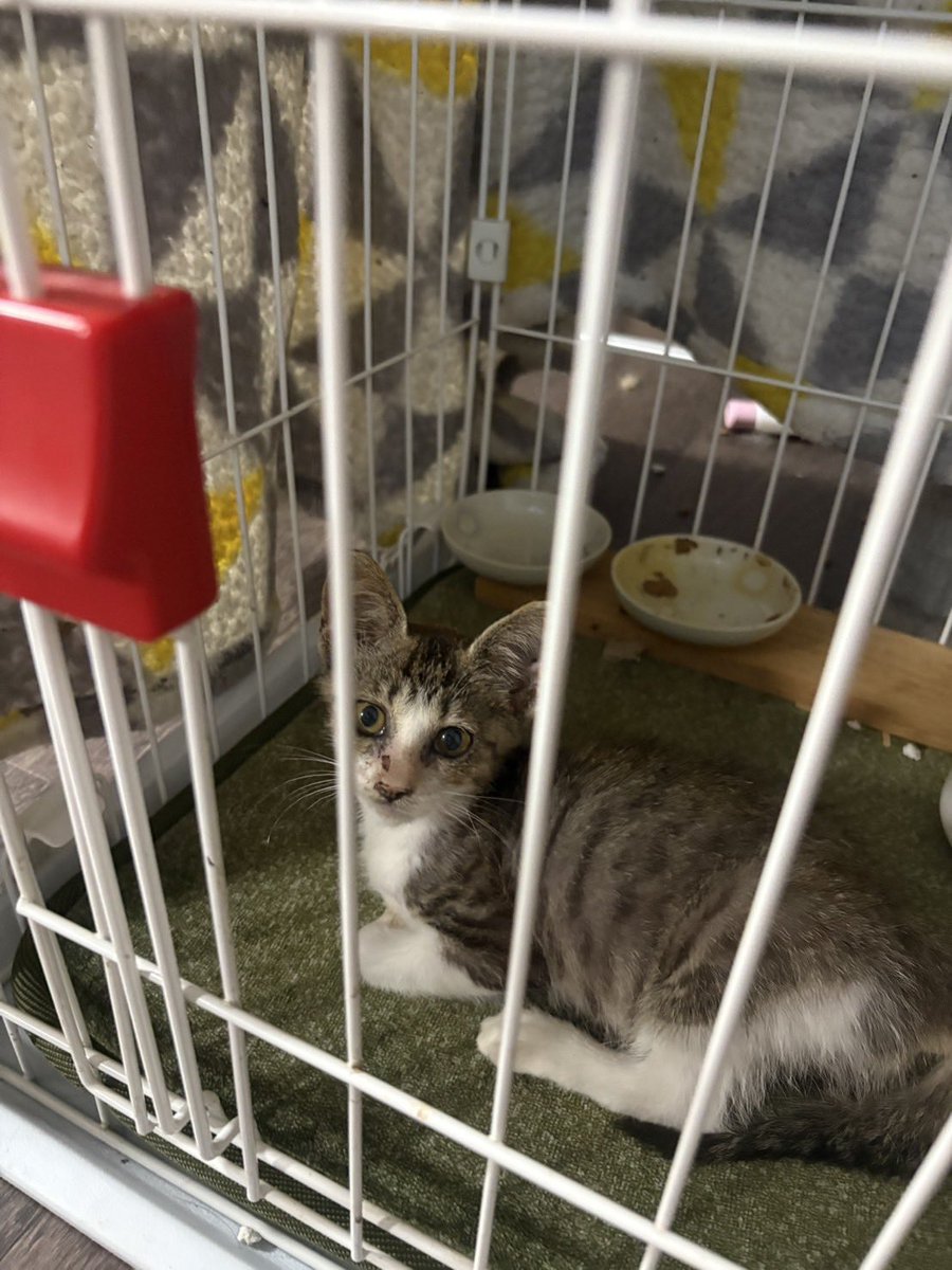 a_akr710's tweet photo. インスタにもあげたけど、、、
少し前に職場で拾った猫ちゃん🐱
現在は、同期の子が保護してくれてます！
どなたか引き取って頂ける方いませんか？🥲

★生後4ヶ月くらいのオス♂
★人懐っこい子です🐈

 #拡散希望 
 #里親募集猫 
 #子猫 https://t.co/VhhLl30eIJ
