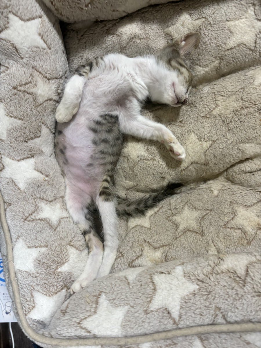 a_akr710's tweet photo. インスタにもあげたけど、、、
少し前に職場で拾った猫ちゃん🐱
現在は、同期の子が保護してくれてます！
どなたか引き取って頂ける方いませんか？🥲

★生後4ヶ月くらいのオス♂
★人懐っこい子です🐈

 #拡散希望 
 #里親募集猫 
 #子猫 https://t.co/VhhLl30eIJ