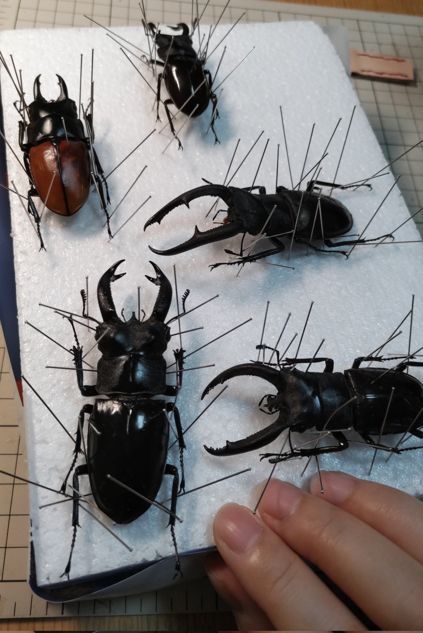 お取り引き中　原画　ペキニーズと一緒にヨガ（ウッドバーニング）＆時計パーツ お取り引き中 原画 ペキニーズと一緒にヨガ（ウッドバーニング
