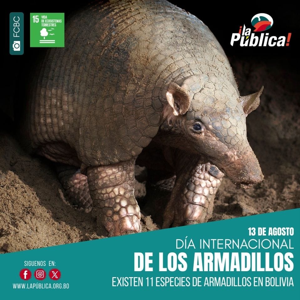 LaPublicaBO's tweet image. 13 de agosto
Día Internacional del Armadillo
Este pequeño ingeniero del suelo solo existe en América. Ayuda a mantener el equilibrio del ecosistema, pero enfrenta amenazas como la caza y la pérdida de hábitat.
#armadillos #tatú
