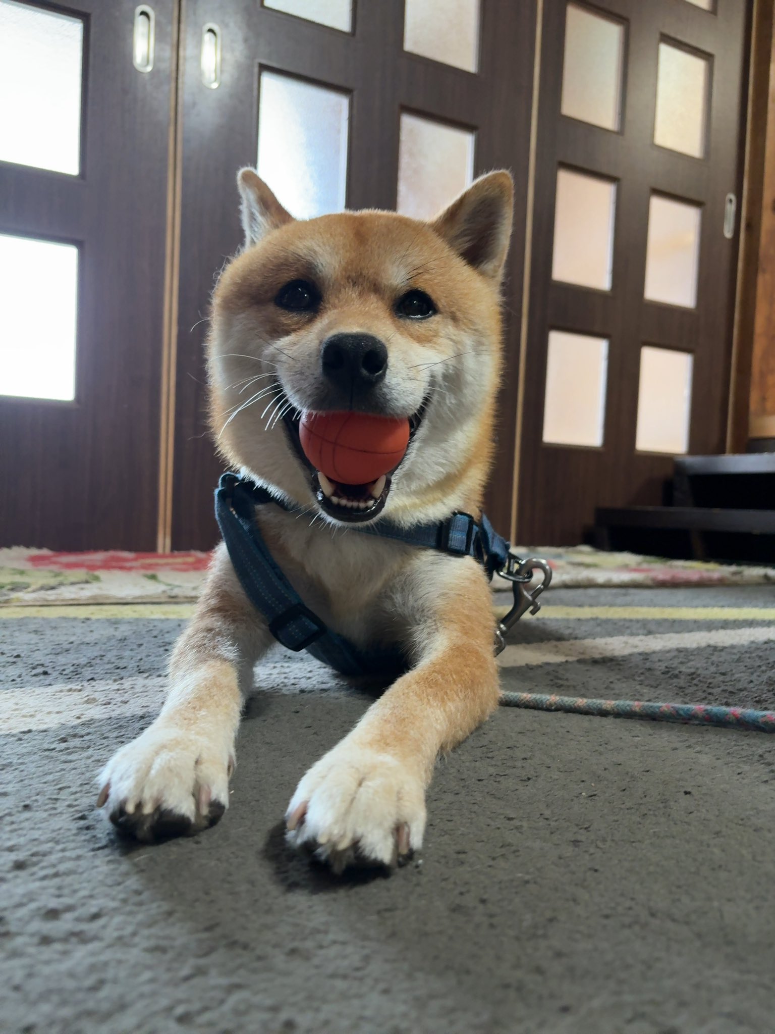 いし犬 4562149053133_01.jpg
