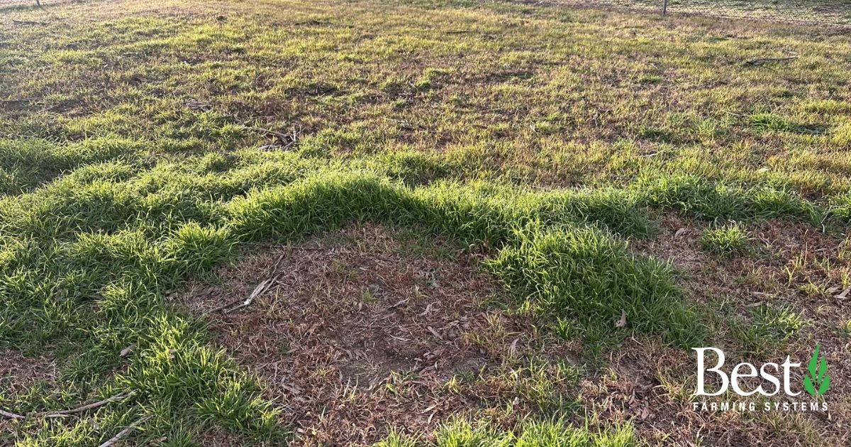 Can you spot where we wash out our tanks?
After a bottling day, we rinse our production tanks on the lawn, and with the recent rain, we couldn’t help but notice the difference in colour and growth.

#BestFarmingSystems #SoilHealth #BiologicalFarming #HealthySoils