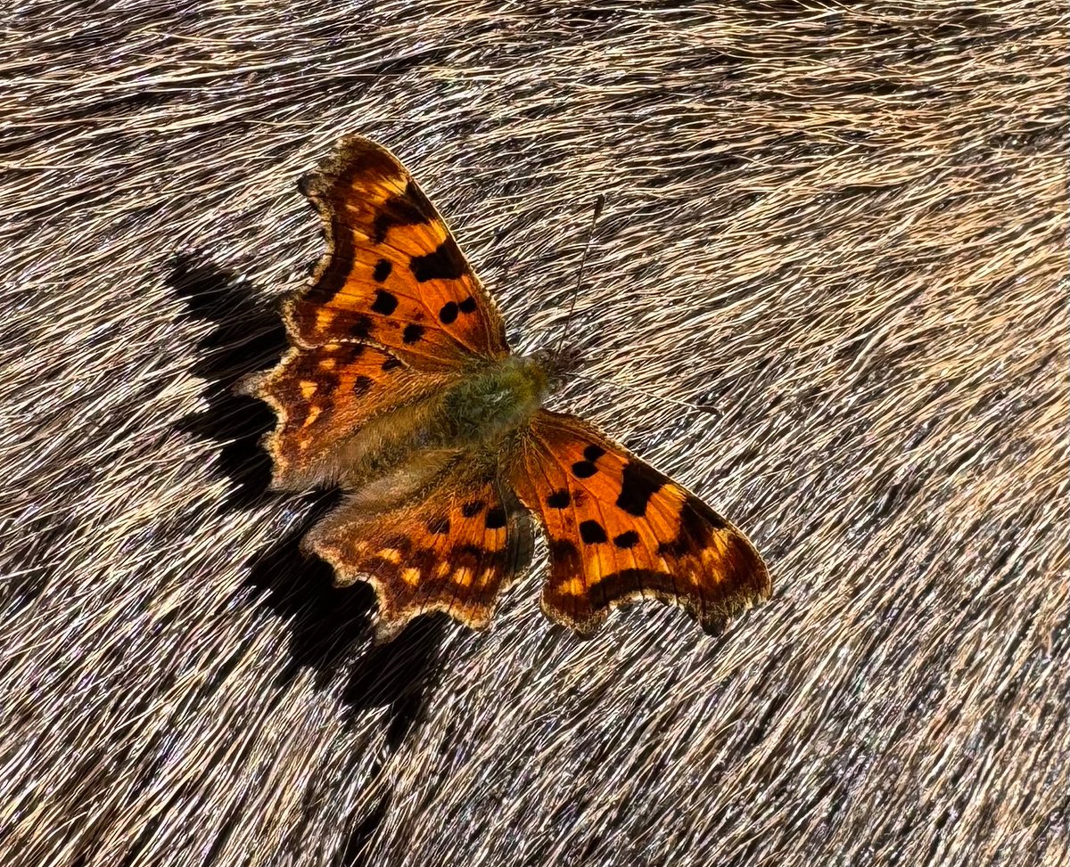 Tuu pois, se on hirvi eikä horsma! Oisit käynyt optikolla. #herukkaperhonen #kuusamo