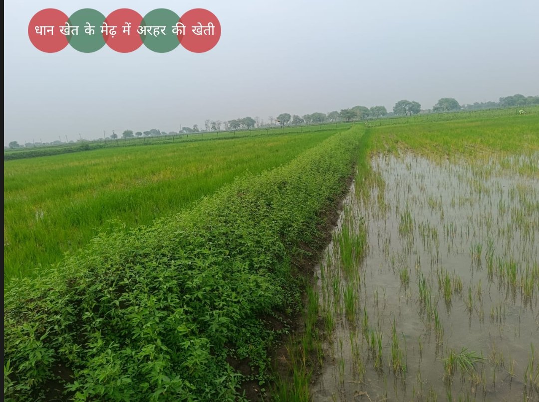 SatramS186568's tweet photo. #खेती_में @AgriGoI @khetikisaniorg https://t.co/LR7Jw1vSj7