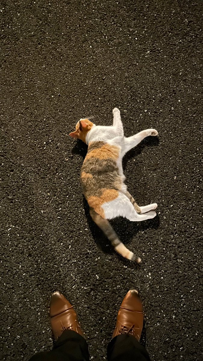 utoabc's tweet photo. 無防備なドネコ https://t.co/ep7rQYPtCx