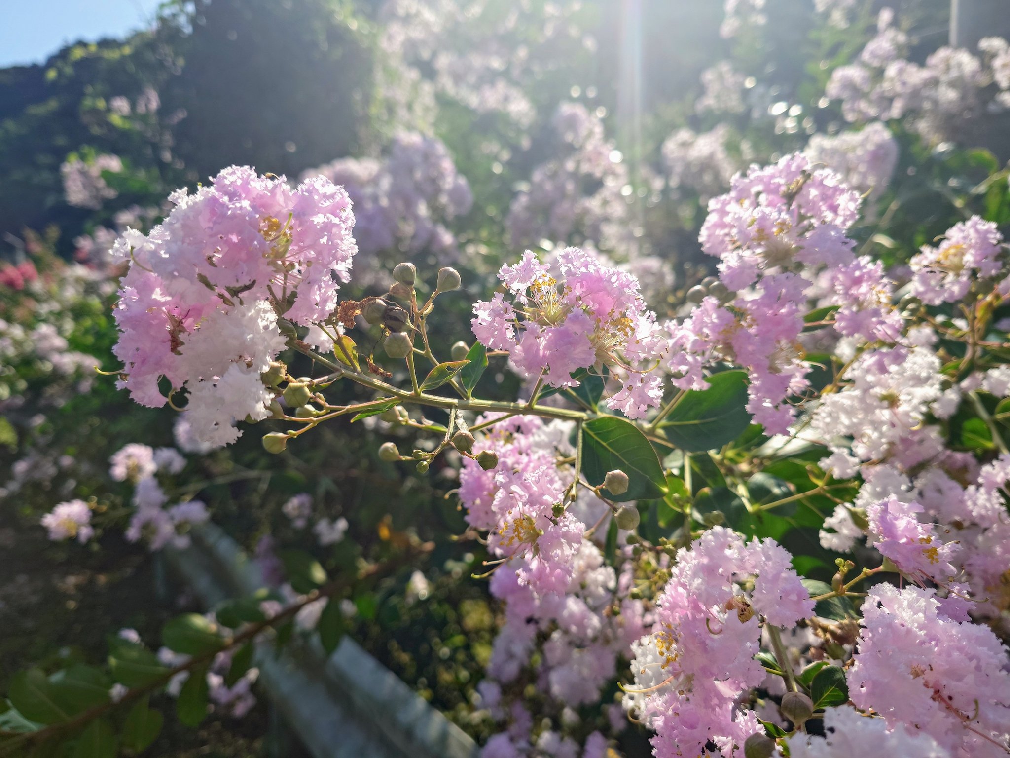 秋桜 on X: 