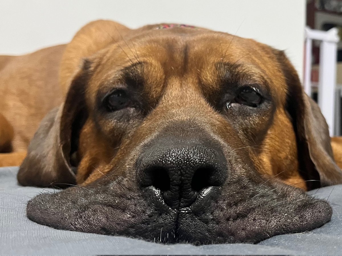여러분 오리너구리견을 정말 좋아하시는군요
까망 주둥이가 마치 쏟은 아메리카노처럼 주루륵 흘러내린 우리 미까도 한 번만 봐주세용☕️
체리랑 같은 보호소 출신이구 지금 10월 10일 이후 파리 출국 해외입양 이동봉사자 구하는 중...🫶