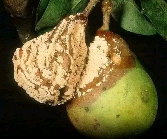 OfficialJouma's tweet photo. صلاحك وحدك لا يكفي، اترك مسافة بينك وبين الفاسد.

Haitoshi tu wewe kuwa mwema, bali unatakiwa pia uwe mbali na watu wabaya. https://t.co/OhIG2ZjRbz