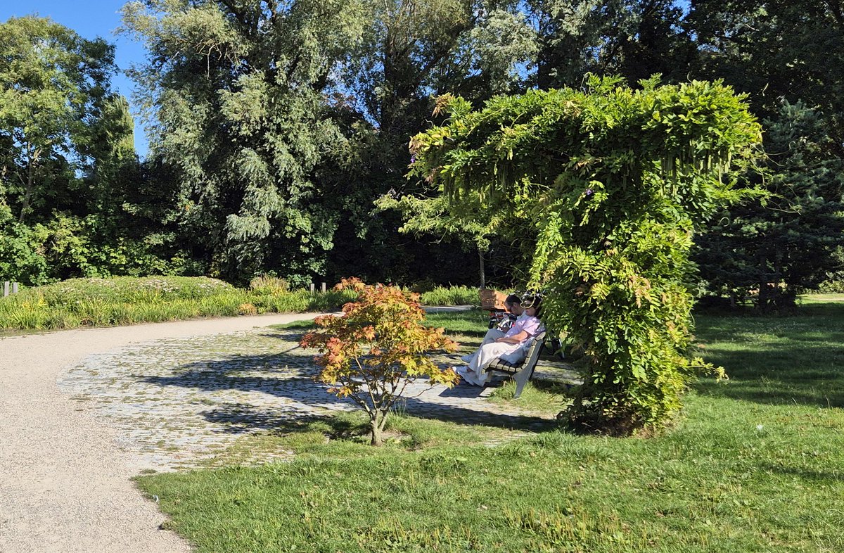 Natuurlijke #parasols🌿🌿 langs de parkroute in #Leiden.👌

#Hittestress #GezondeStad