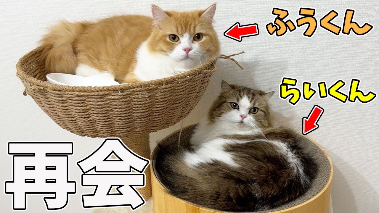 みこねこさん みけねこch - YouTube