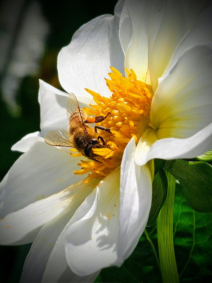 Dahlia love 🐝
#InsectThursday #NatureBeauty