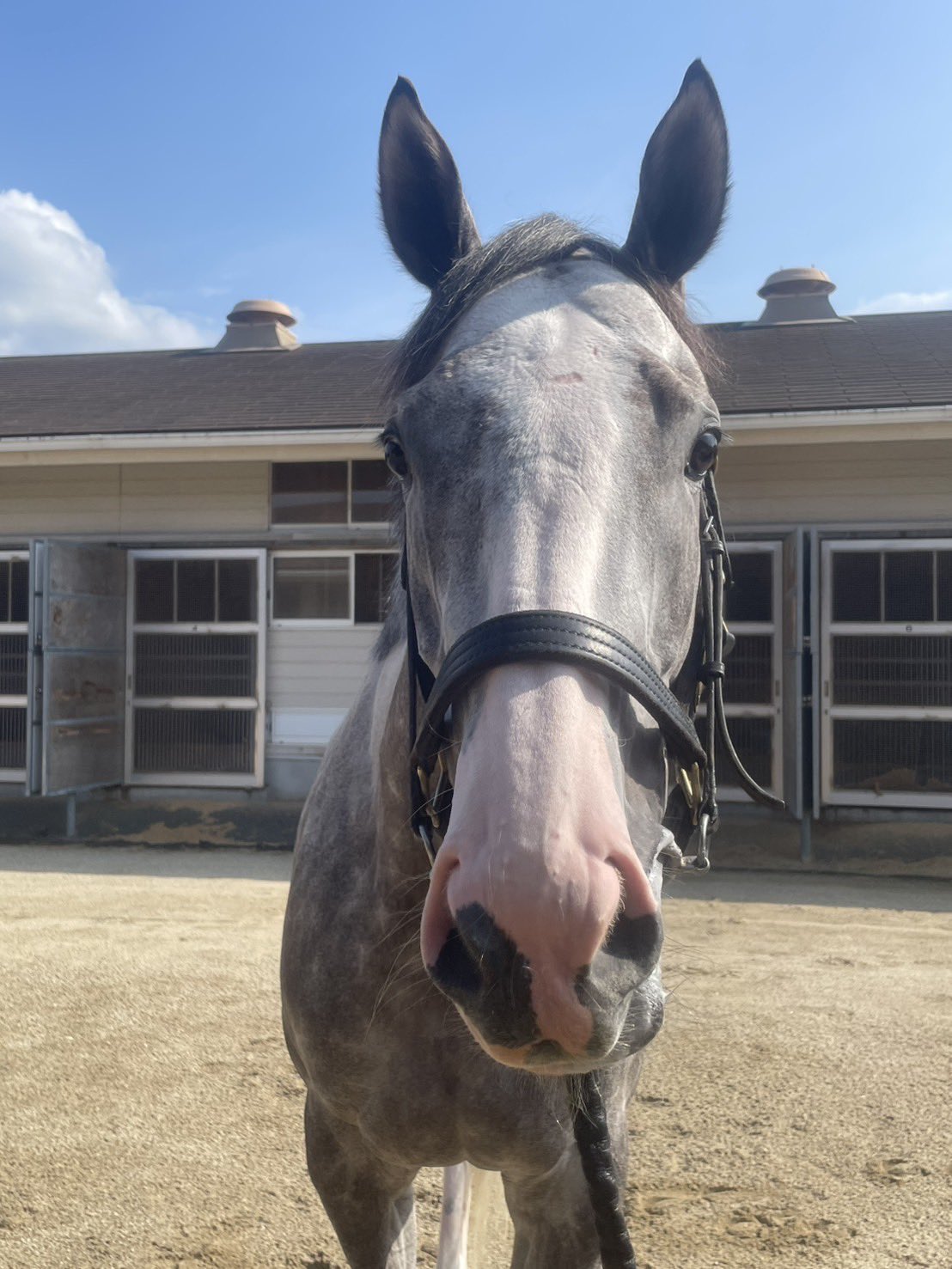 ゴルシ大好き96 GIANT SIZE GODZILLA Jakks Pacific Deluxe figure Over 40