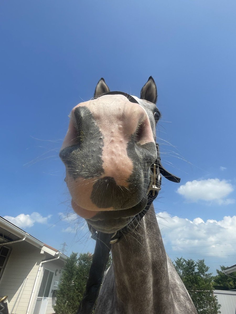 goldensnap__'s tweet image. オーストラリア遠征に向けて馬のパスポートを作成しなければならず、たくさん写真を撮られたゴールデンスナップ🐎🤣

#ゴールデンスナップ
#ゴールドシップ産駒
#三嶋牧場
#田中克典厩舎
#ゴルシ