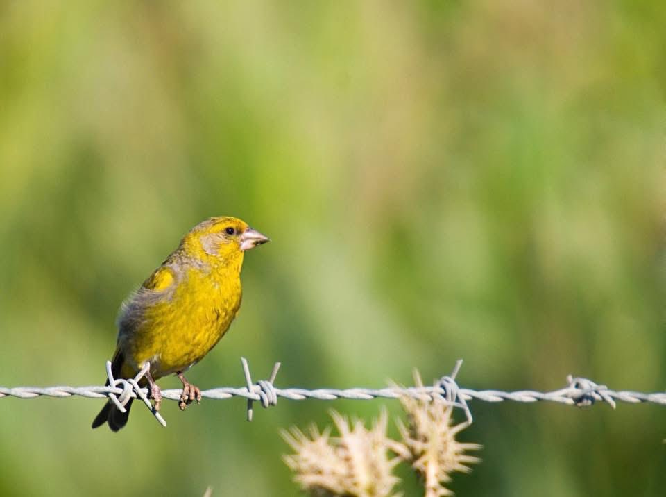 Üç şey vardır ki insanın gönlünü öldürür; çok yemek, çok uyumak, çok konuşmak. 

Mâlik bin Dînar