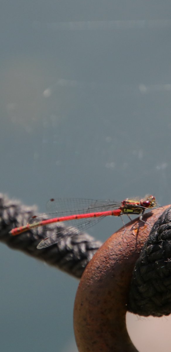 #InsectThursday this little fellow was captured in Bodnant Gardens