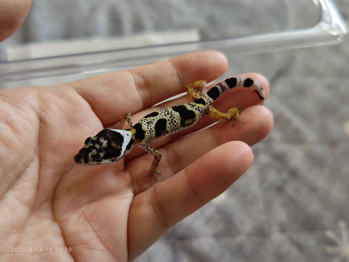 ReptilesShine's tweet photo. 今年も待ちにまった子がハッチしました。 https://t.co/Rv5GawmJVC