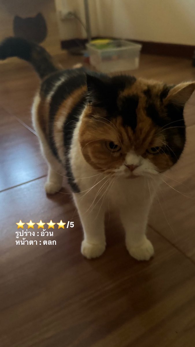 ป๋วยป๋าย (@jjhynty) on Twitter photo 