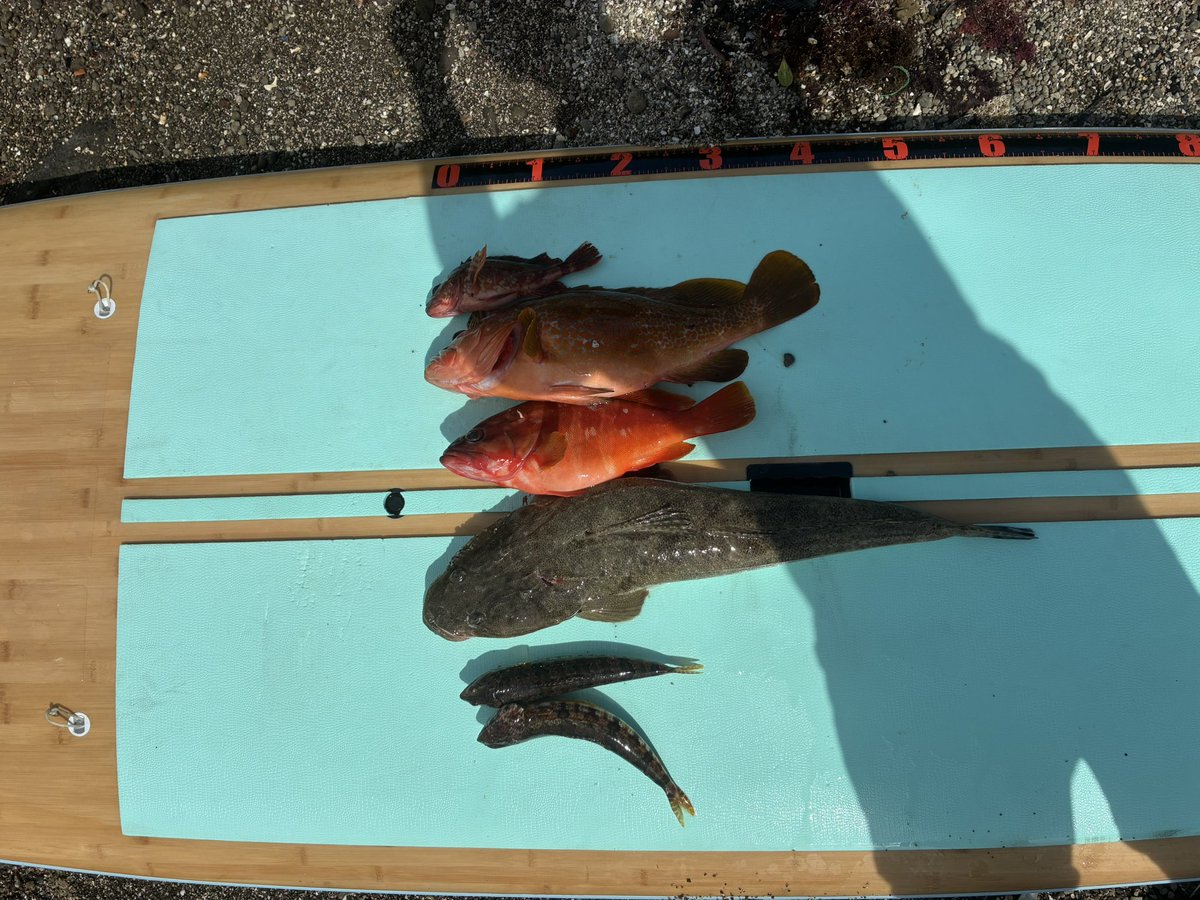 Fishingsappuri's tweet photo. マゴチ63センチ
キジハタ43センチ
アカハタ32センチ
カサゴ
エソ

久しぶりの釣った感🫶

動画アップ滞ってますがw
頑張ってあげていきます！！！ https://t.co/OayxjfAjfd