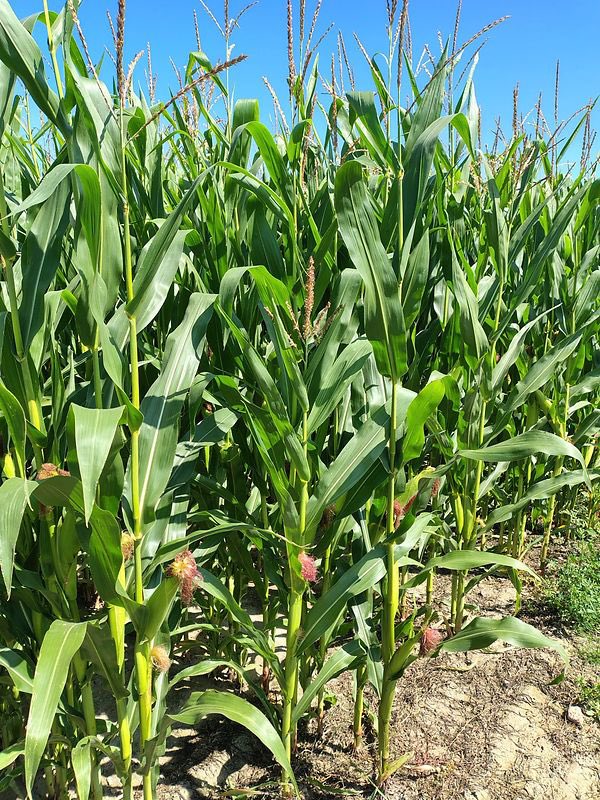 Dzień Kukurydzy z PZPK - Pawłowice 2025 już niebawem!
Udział bezpłatny, wystarczy się zarejestrować!
🟢 agropolska.pl/aktualnosci/po…