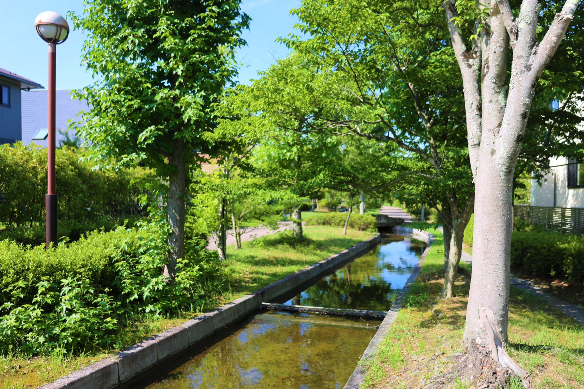 緑々こごみ　天然北海道 北海道産】天然・こごみ(コゴミ、クサソテツ) | 森田苗圃