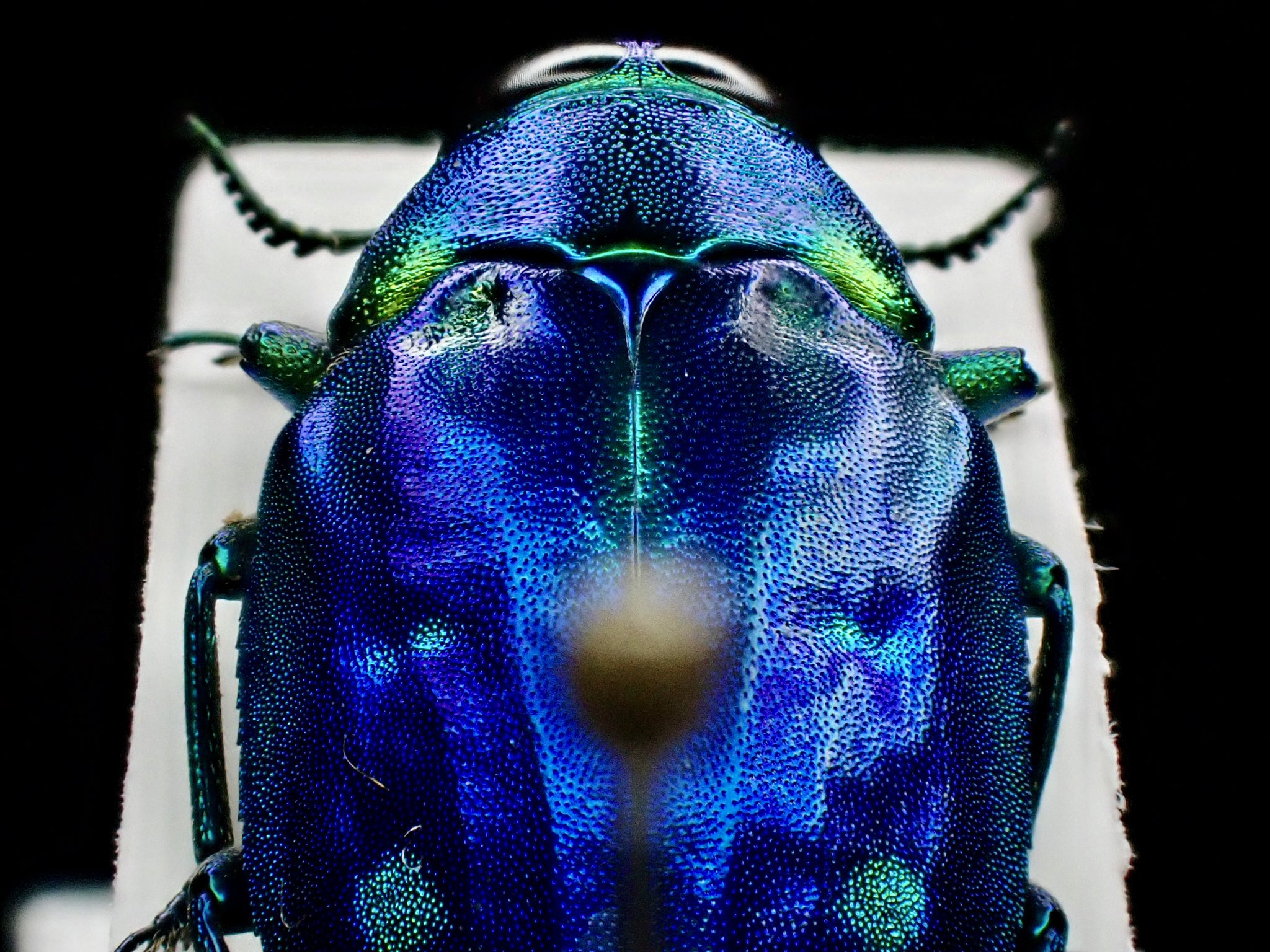 ムナ島産　美麗タマムシ　18mm 美麗標本 08072 ニシキカワリタマムシ - メルカリ