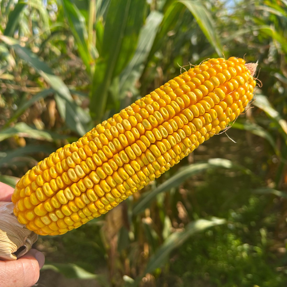 MStateCorn's tweet photo. Kernel weight is key for high #corn yields. 

It is easy to focus on kernel number, but their size and weight help set your potential. This is the last yield component resolved and is based upon late plant health, environment, and genetics.

🌽#mscorn #MSUext #harvest25 https://t.co/EwJ9aujYhk