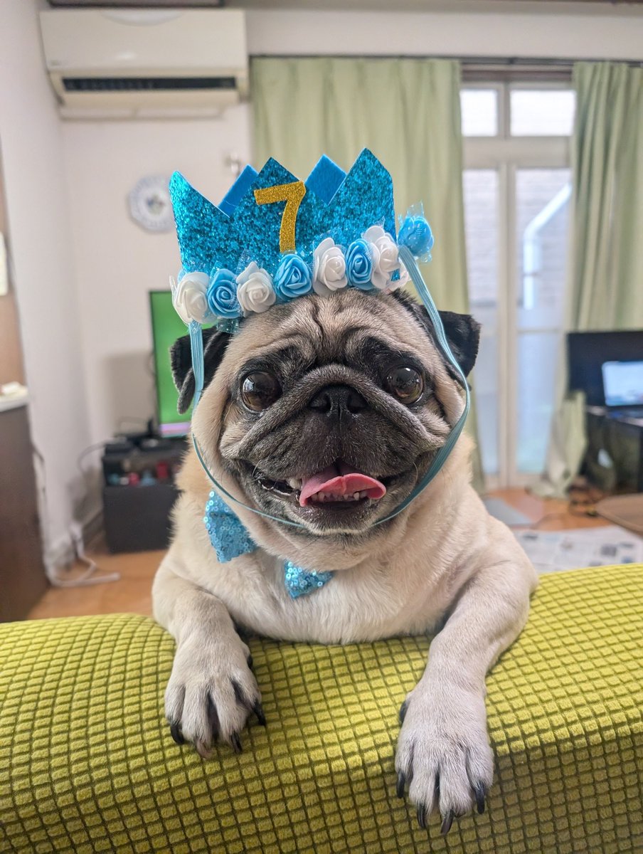 パグパグ (@miracle_dogs) / Posts / X