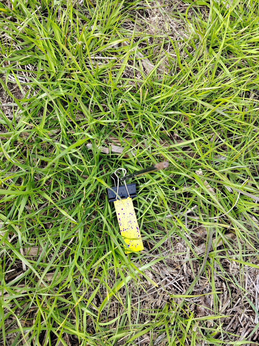 chamogot's tweet image. Selectivo en cultivo.
Aplicación: Raygrass en Trigo.
Weedit