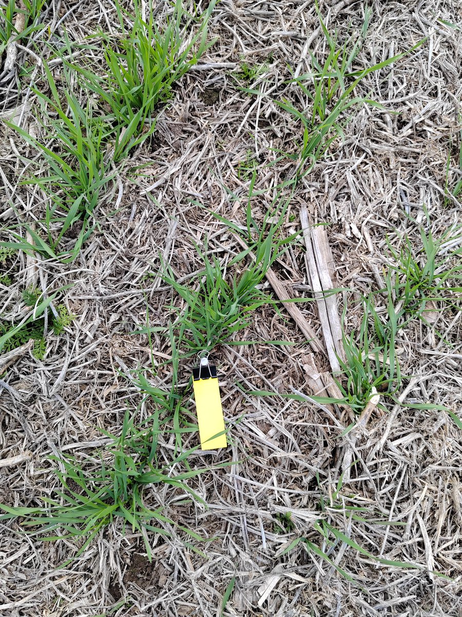 chamogot's tweet image. Selectivo en cultivo.
Aplicación: Raygrass en Trigo.
Weedit