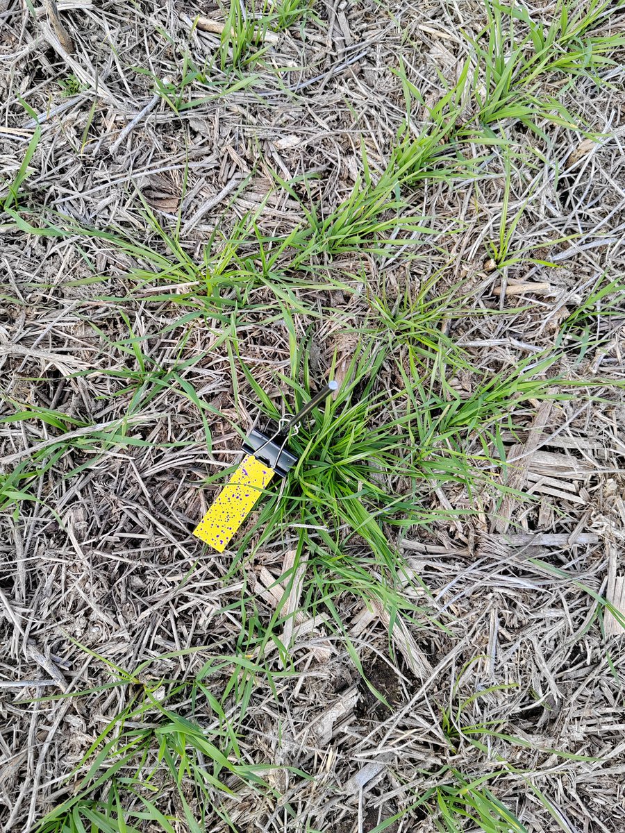 chamogot's tweet image. Selectivo en cultivo.
Aplicación: Raygrass en Trigo.
Weedit