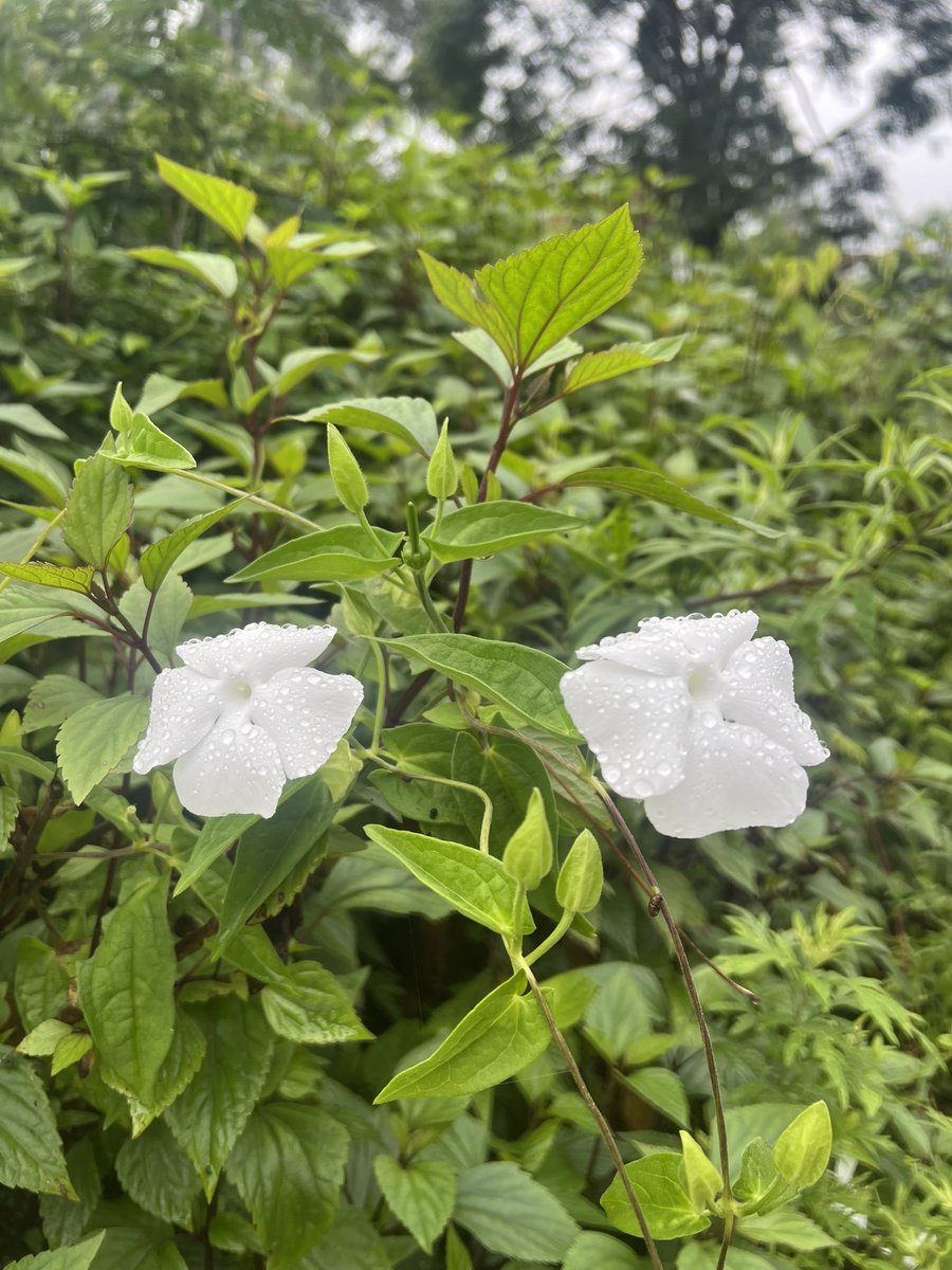 kunrup's tweet photo. Rainy morning… squeezed in some uphill walk.
#matatirtha #stayactive #staymotivated #walkforfun #walkforhealth #positivevibes #kathmandu https://t.co/7TexEXiUPV
