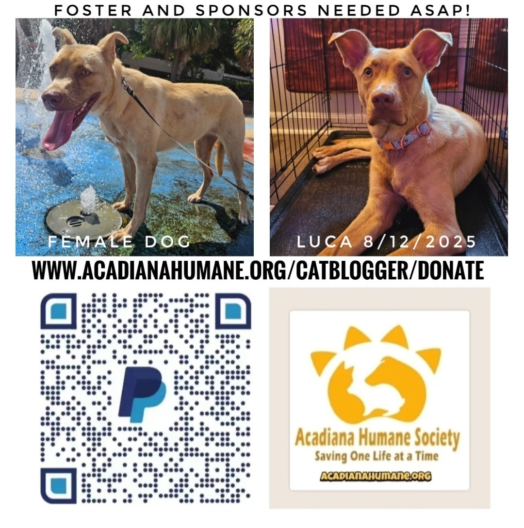 mycatranch's tweet photo. #Luca is an energetic &amp; happy female #dog in need of a #foster home &amp; #sponsors ASAP! She has just had her vaccinations, is hw-, &amp; had a hw pill. 
To sponsor or donate towards her spay/vet bills, donations options are on our website at: 
https://t.co/4VXHZl1umb https://t.co/v4KXctzBaw