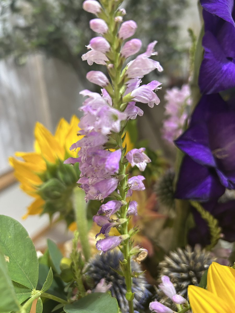 FoodStringer's tweet image. Absolutely fantastic arrangement from the Wausau Farmers Market to-day! Incredible, massive DAHLIAS! 3  gorgeous sunflowers! Stunning lavender thistles! A DEEP purple gladiola! Spectacular Obedient plant!  Feeling blessed!