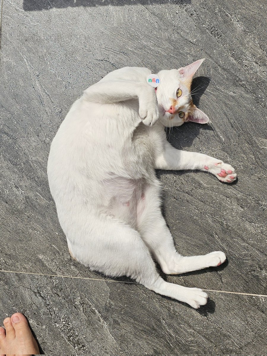 macan Sumatra dan cacing besar Alaska sedang berjemur