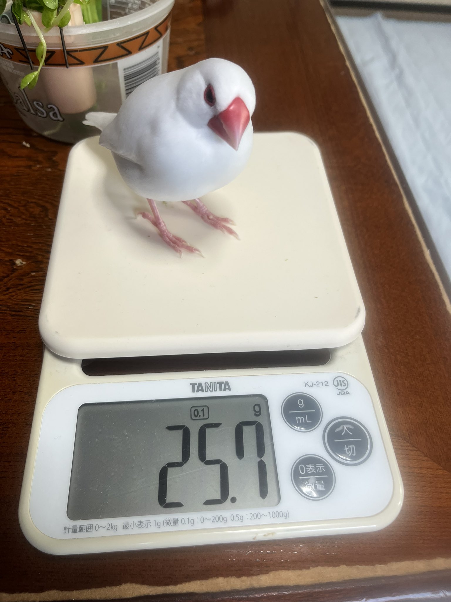 ポンきち 朝仕事終わって乗るか迷って 涼しそうやったから5時からちょろと