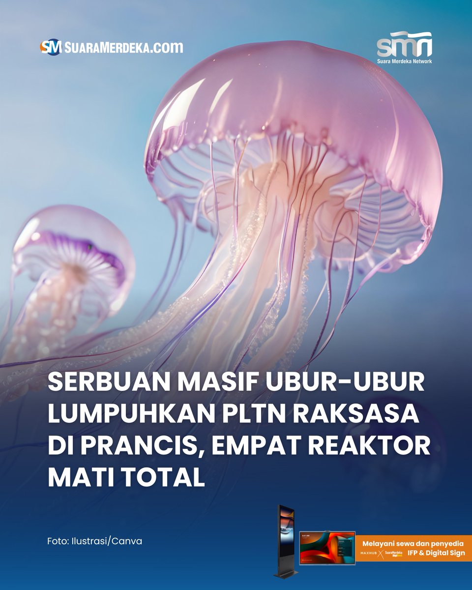 suaramerdeka's tweet photo. Empat reaktor di PLTN Gravelines, salah satu yang terbesar di Prancis, terpaksa dihentikan operasinya akibat serbuan masif ubur-ubur yang menyumbat stasiun pompa air pendingin.
https://t.co/JHIKujoC6V
#suaramerdeka #uburubur #jellyfish #pltn #prancis #reaktor #listrik https://t.co/0CgBg2twaU