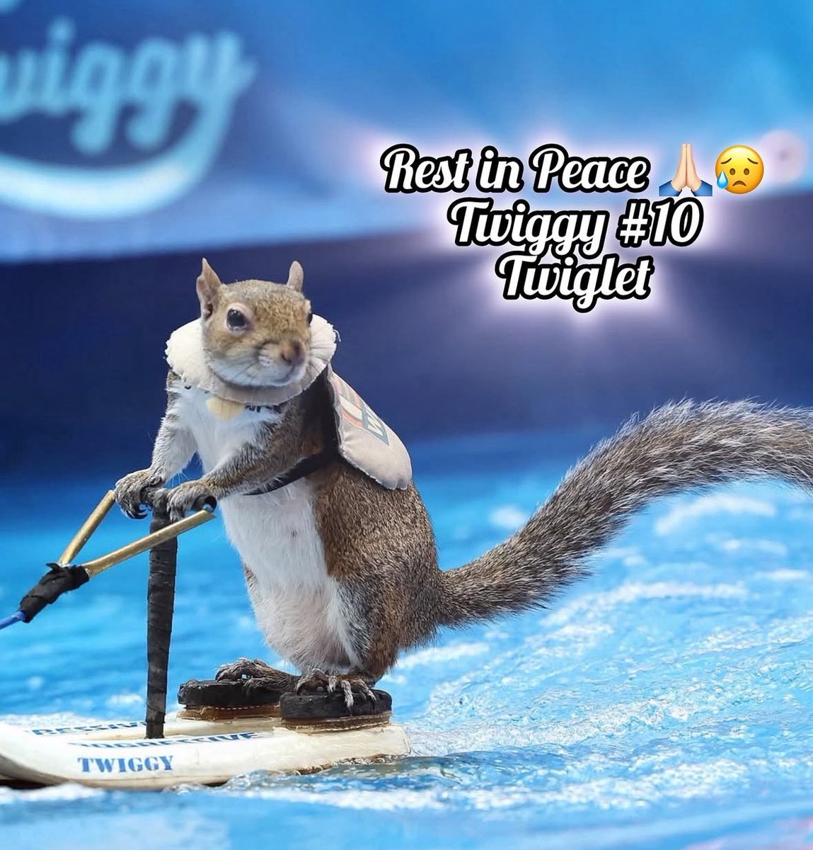 Sad news from our Twiggy <a href="/twiggyshow/">Twiggy the Water Skiing Squirrel</a> 🐿️ 💦family about one of the famous water skiing squirrels. 

One of the stars 🌟of the Twiggy show, Twiglet, passed away suddenly last week on August 7th 💔. She had to go in for an emergency surgery to do work on her front teeth that was